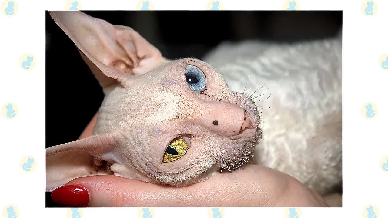 Rumble /Sphynx Cat VS. Cornish Rex Cat