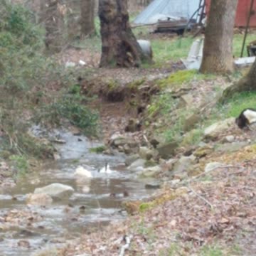 Ducks in the creek