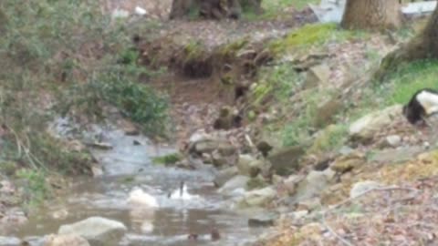 Ducks in the creek