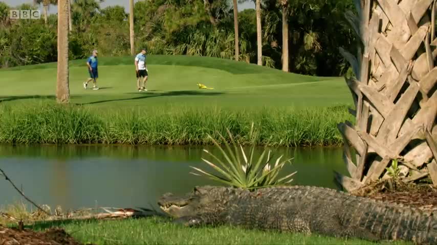 The alligator amazing video.