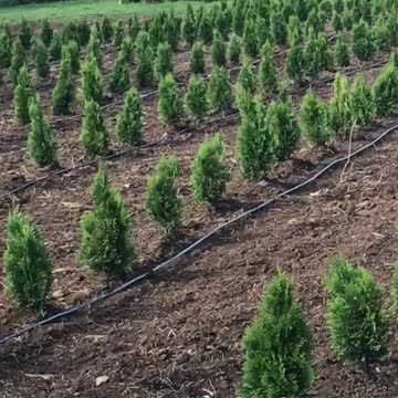 Emerald green arborvitae just planted by Highland Hill Farm in fountainville pa