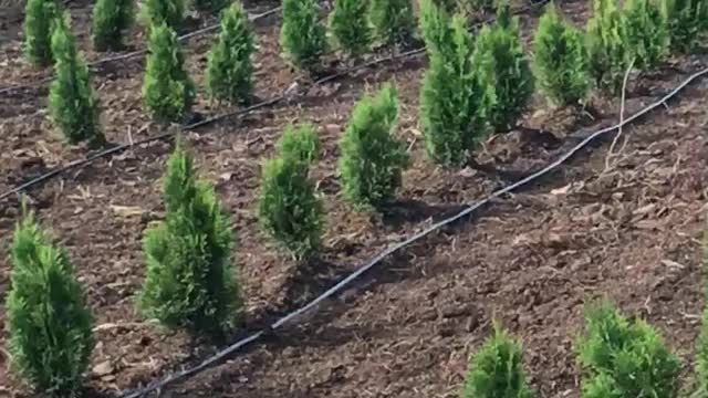 Emerald green arborvitae just planted by Highland Hill Farm in fountainville pa