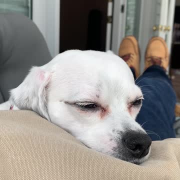 dog loves the word squirrel