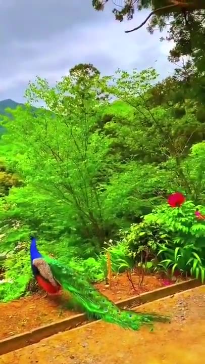 Beautiful Nature whatsapp status video || peacock bird whatsapp status ||Nature whatsapp status