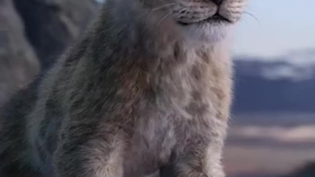Lion King, cute baby