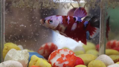 Mimo colorful red bettafish eating food