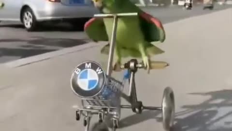 Parrot cycling in road