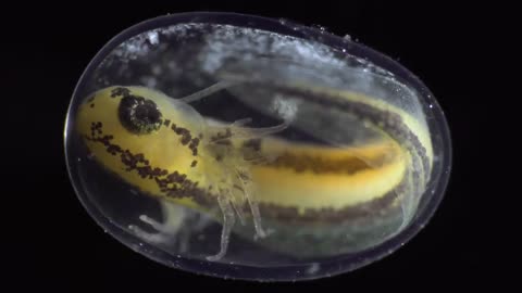 See a Salamander Grow From a Single Cell in this Incredible Time-lapse | Short Film Showcase