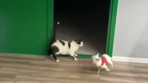 The cat scares the dog