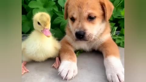 Funny 😂🤣 Animals 🐕🐈Moments 2024 | Comedy Unlimited 🤣🤣 2024