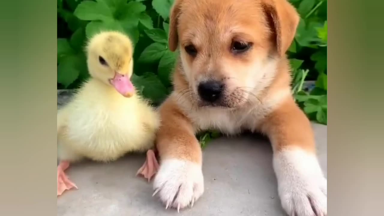 Funny 😂🤣 Animals 🐕🐈Moments 2024 | Comedy Unlimited 🤣🤣 2024