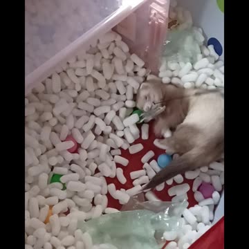 Crazy Ferret chasing butterflies!!