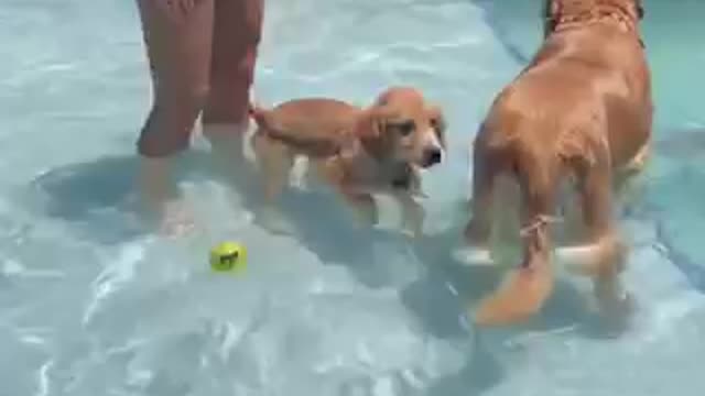 This Was Puppy Max First Time Swimming