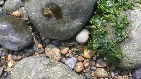 A small crab by the sea