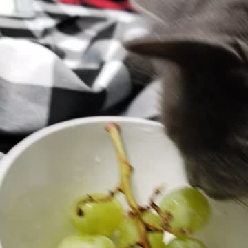 Luna licking grapes