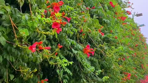 I wish I had seen the flowers bloom.