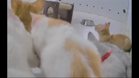 Adorable Kittens Transform Ordinary Room into a Playground of Fun!