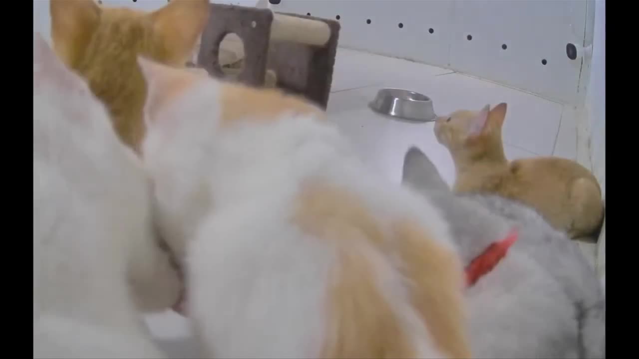 Adorable Kittens Transform Ordinary Room into a Playground of Fun!