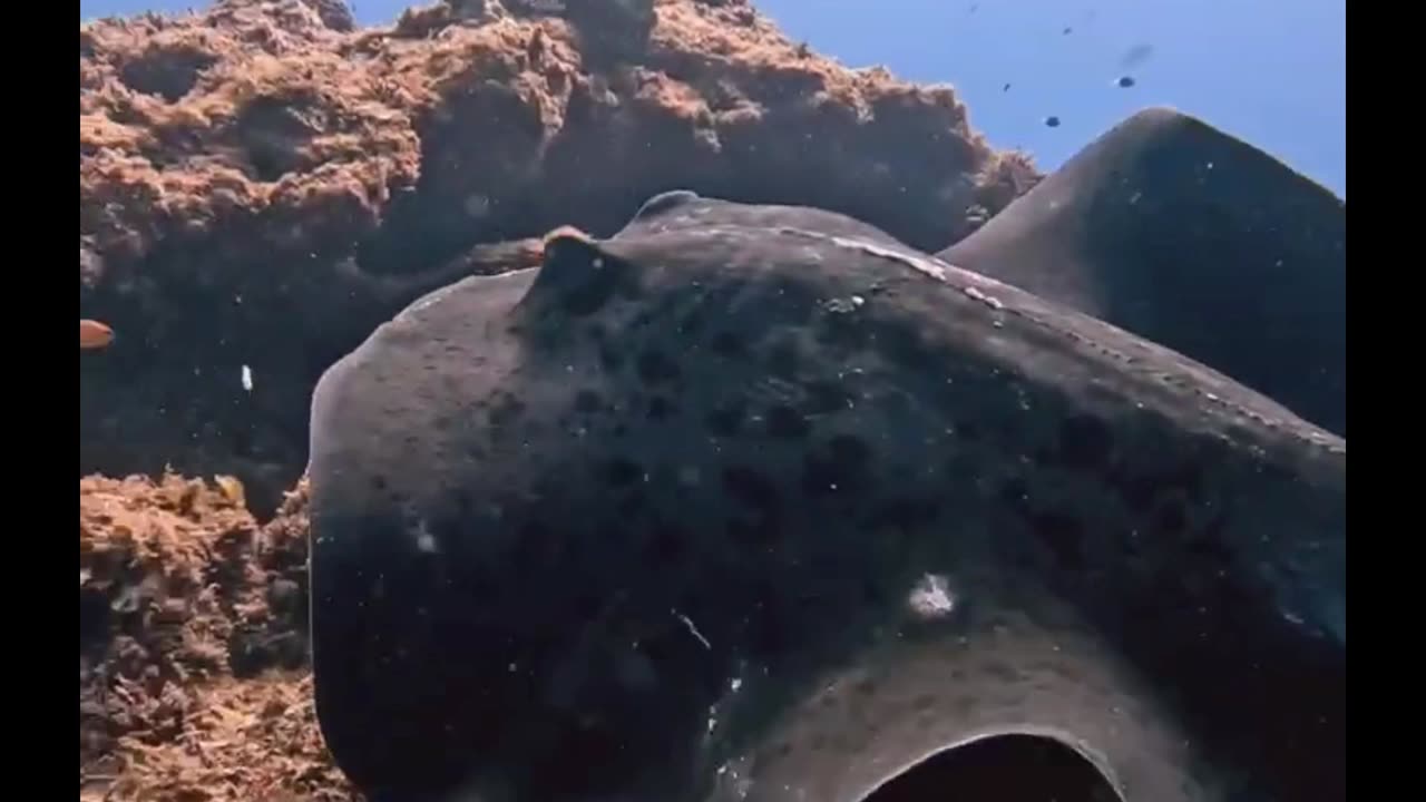 Poor Stingray missing its tail