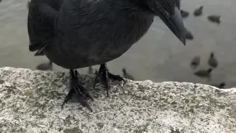 Petting a Jackdaw