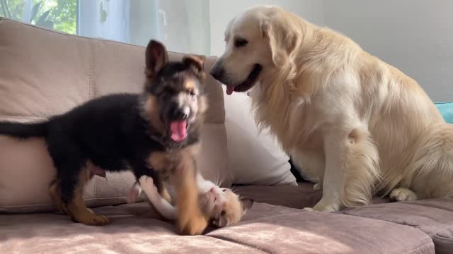 German Shepherd Puppy and Kitten Playingg