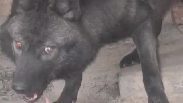 Donating this beautiful dog