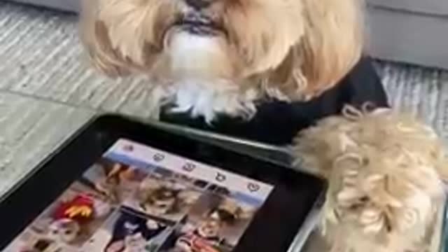 Cute Toy Poodle Dog checks her social media #shorts