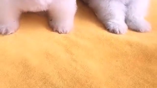 cute happy baby dogs video