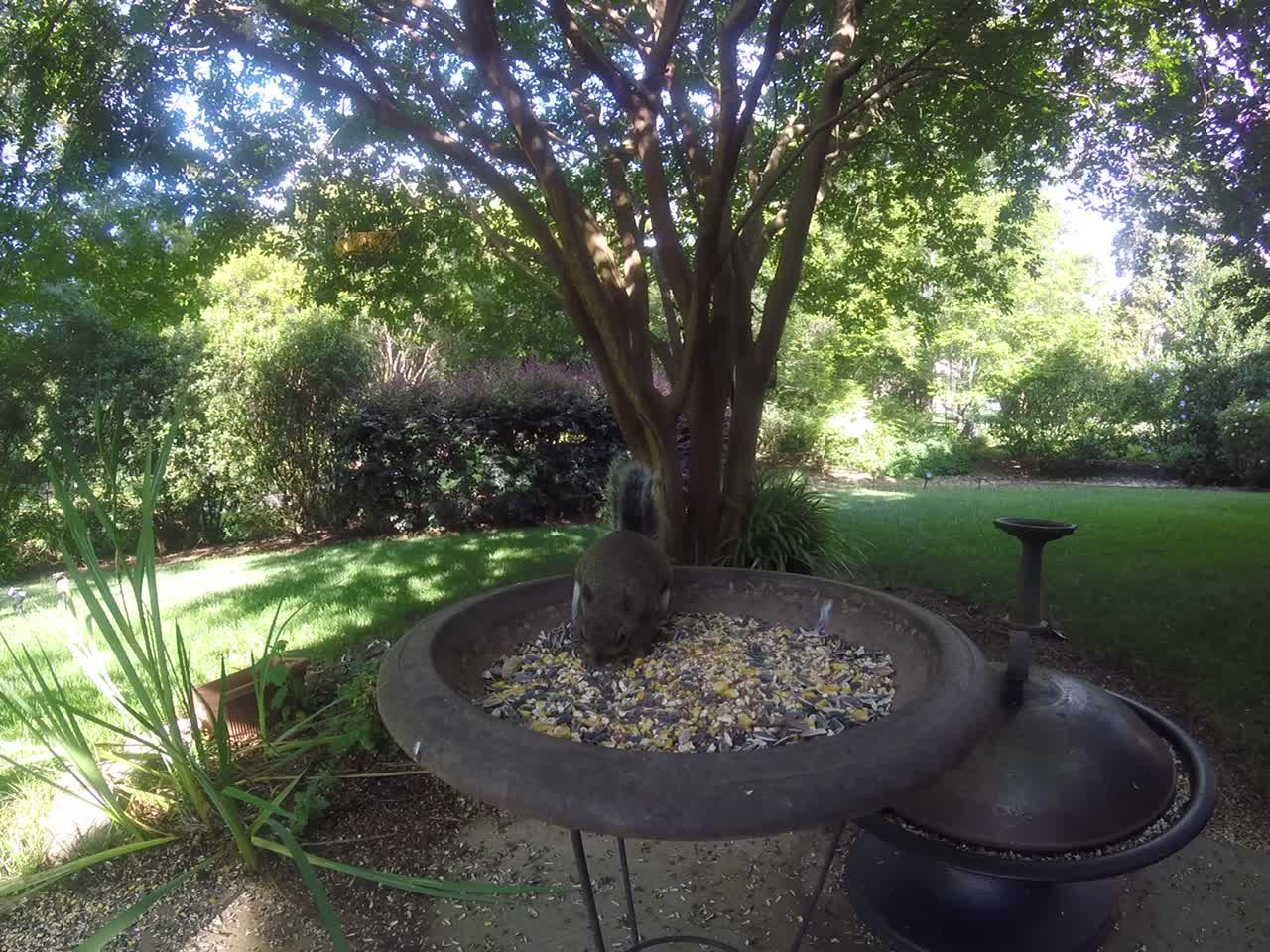 Squirrel Hero 5 session