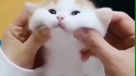 Cute cat massage