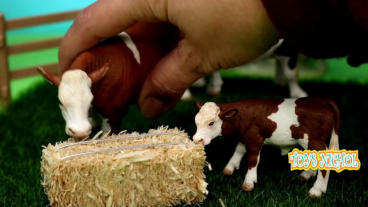 Give the Cows Water from Tank Whose Water is Taken from Clear Well