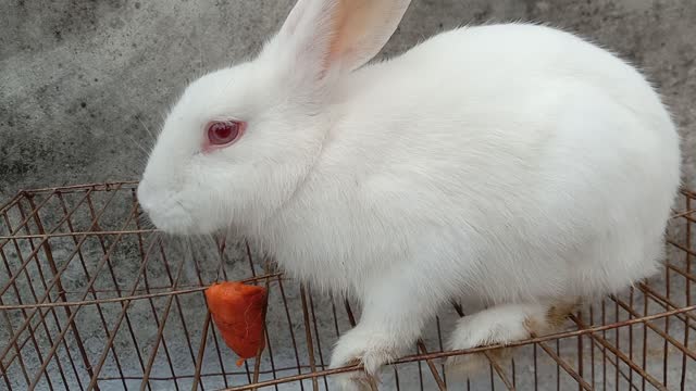 Cute Rabbit and Enjoying His Day with His Kinds of Food