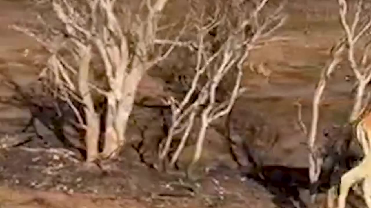 Nature's Masterpiece- Impala Thriving in Kruger National Park