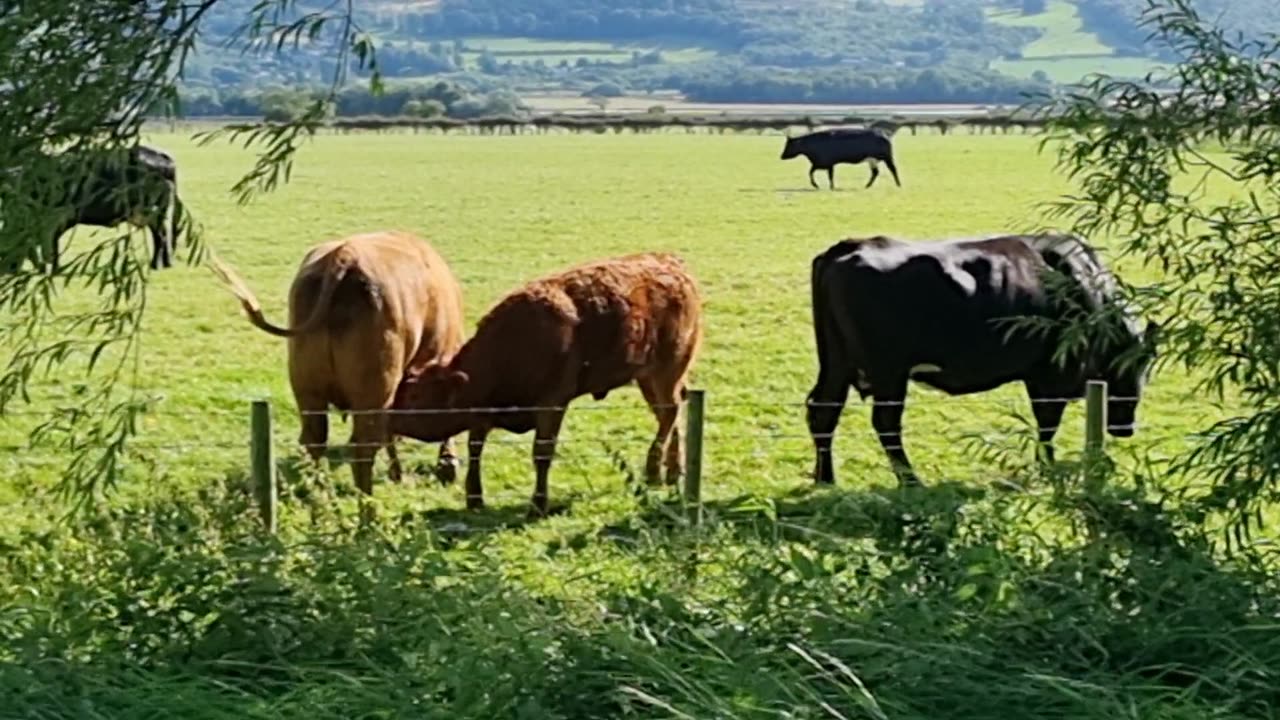 Calf Drinking Milk From Mother Cow Udder