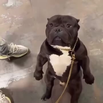 So Adorable Pit Bull