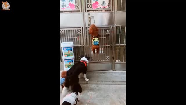Dogs🐕🐶🐕 are open the gate