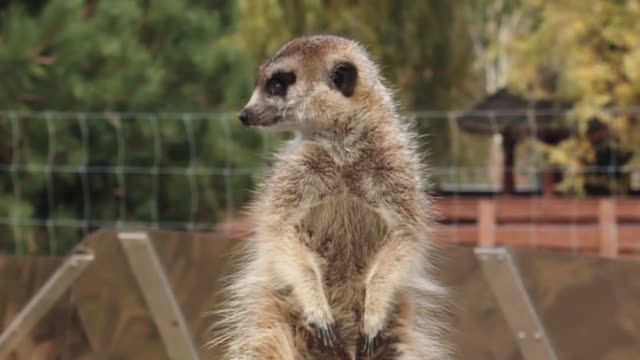 Cute meerkat 😍