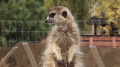 Cute meerkat 😍