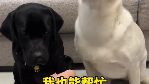 Two dog funny video 📷