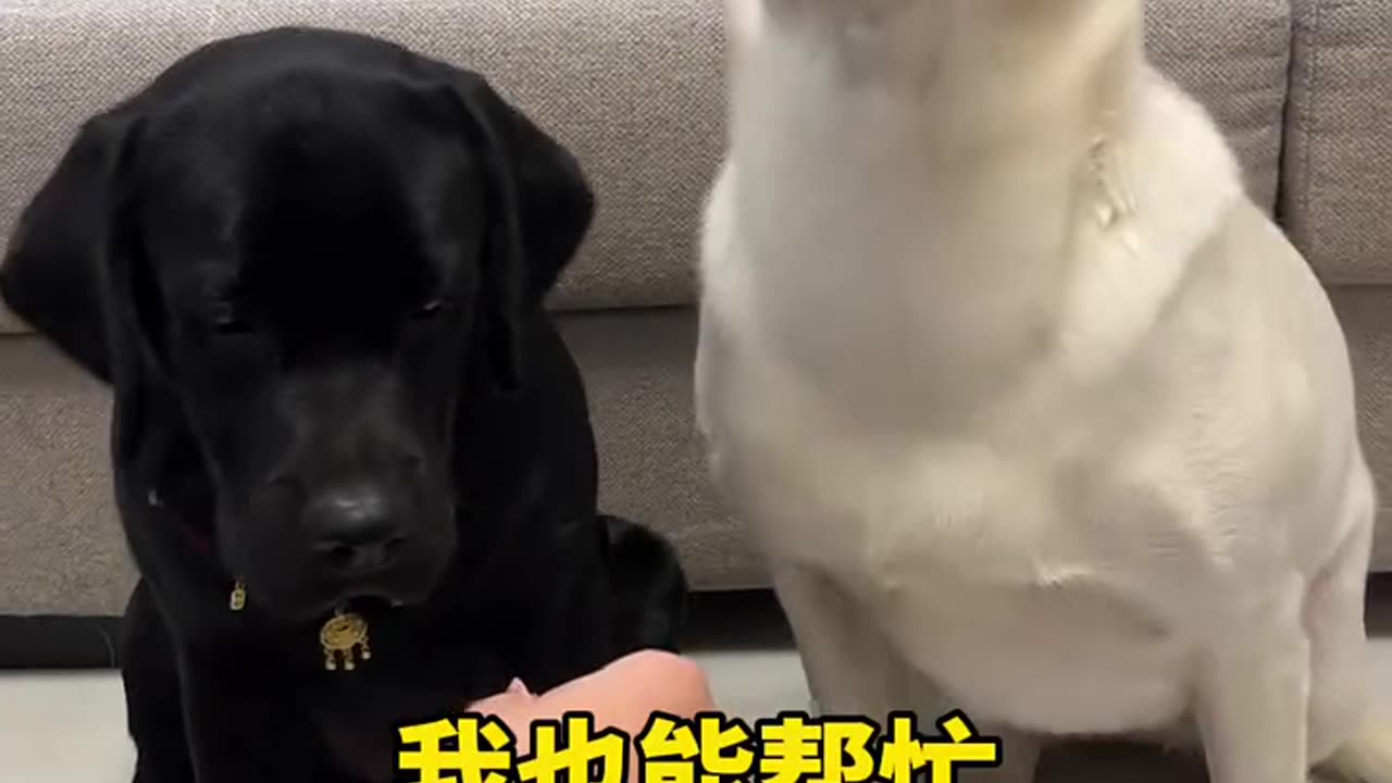 Two dog funny video 📷