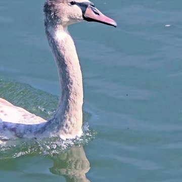 Young swan in the river / beautiful water bird in the water.