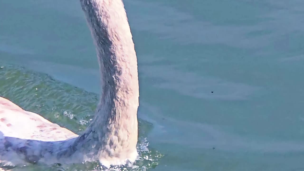 Young swan in the river / beautiful water bird in the water.