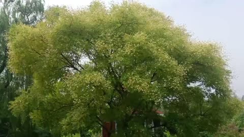 In this big tree, there is a bird's nest!