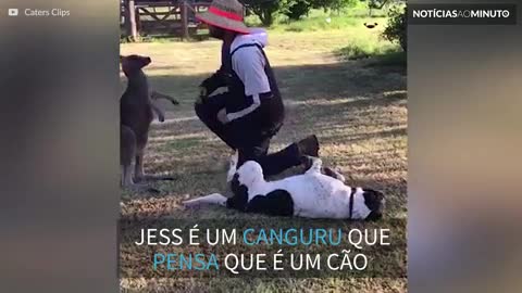 Conheça Jess, o canguru que pensa que é um cão