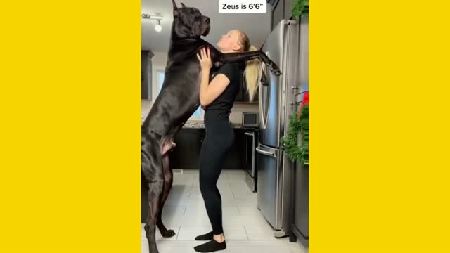 The Biggest Dog In The World 6'6 Inch Tall