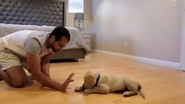 Dog 🐕 training 🐕 video