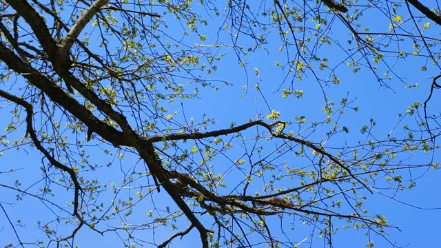 Squirrel jumping on the tree branch