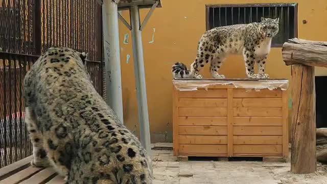 Two cute leopards are playing