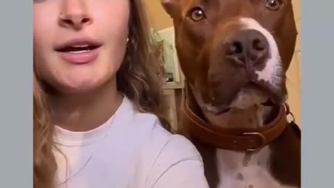 funny dog video