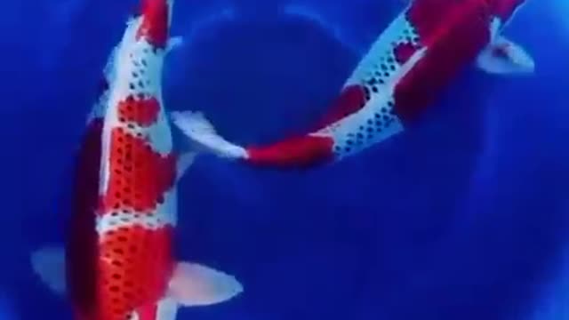 Koi fish